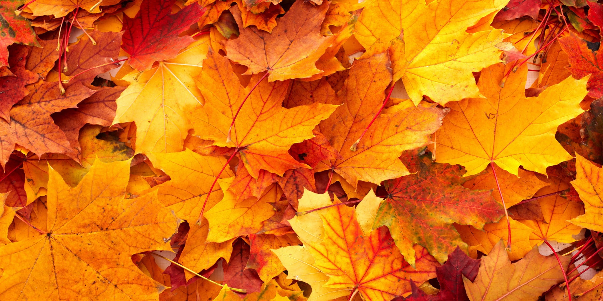 Mid Season Sale - Petite Belle UK